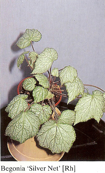 B. ‘Silver Net’